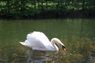  Meeting with the swans. 